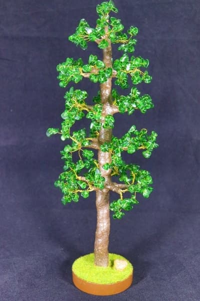 Изумрудный кедр