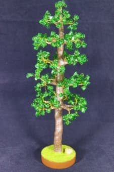 Изумрудный кедр