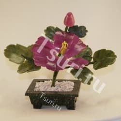 Каменный цветок фиолетовый