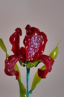 Ирис красный из стекла