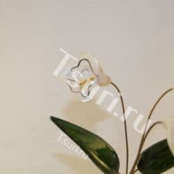 Цветы